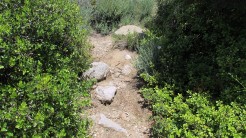 Vigia Trail (183)